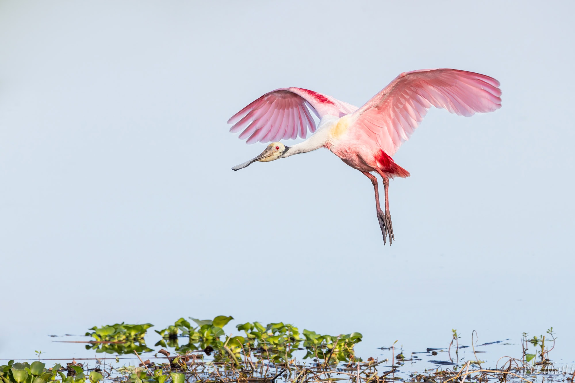 bird of florida image 13